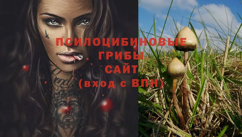 Псилоцибиновые грибы Psilocybe  где купить наркотик  Будённовск 